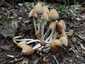 Kerti tintagomba (Coprinellus micaceus), Budai-hegység